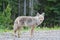 Beautiful Coyote Posing for a Picture