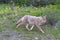 Beautiful Coyote Running By the Road side