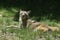 Beautiful coyote trapped in a cage at a native animal display