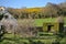 Beautiful cozy view of Irish countryside yard with blooming magnolia tree, spring yellow gorse, decorative green gazebo over bench