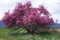 Beautiful Crab Apple Tree - Montana