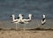 Beautiful Crab plovers at Busaiteen coast, Bahrain