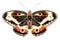 Beautiful Cramer Eighty-eight (Diaethria clymena) butterfly isolated on a white background with clipping path