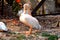 BEAUTIFUL CRANE, NANDANKANAN ZOO, BHUBANESWAR, ODISHA, INDIA