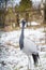 Beautiful crane walking in winter