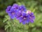 Beautiful cranesbill geranium flowers, Geranium x magnificum