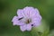 beautiful cranesbill with purple stripes