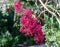 Beautiful crape myrtle flower in Charleston