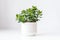 Beautiful Crassula ovata, Jade Plant,Money Plant, succulent plant in a modern flower pot on a white table on a light background AI