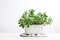 Beautiful Crassula ovata, Jade Plant,Money Plant, succulent plant in a modern flower pot on a white table on a light background AI