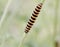 Beautiful crawling yellow and black caterpillar on grass macro i