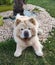 Beautiful cream chow-chow dog