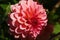 Beautiful Cream-colored closeup dahlia blossom. Dahlia colorful flower macro shot.