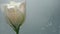 Beautiful cream-colored rose found in clear crystalline water. Bubbles of air surrounded the flower of the flower and