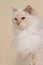 Beautiful cream point ragdoll on a matching studio background