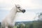 Beautiful cream pony stallion with long mane. cloudy day