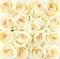 Beautiful cream roses background