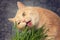 Beautiful cream tabby cat eating fresh green grass on gray background