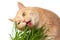 Beautiful cream tabby cat eating fresh green grass, isolated on white background