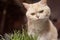 Beautiful cream tabby cat is eating grass, on a brown background