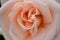 Beautiful creamy peach colored rose