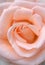 Beautiful creamy peach colored rose