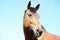 Beautiful creature posing in summer lights. Horse in natural light. Animal portrait