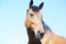 Beautiful creature posing in summer lights. Horse in natural light. Animal portrait