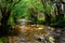Beautiful creek river in rain forest in Tasmania.