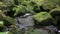 Beautiful creek with stones covered with green moss