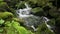 Beautiful creek with stones covered with green moss