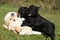 Beautiful creme labrador retriever with black puppies