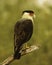 Beautiful Crested Caracara raptor poses on tree stump in early morning light