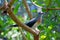 Beautiful Crested Coua, Coua cristata