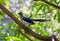 Beautiful Crested Coua, Coua cristata