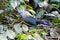 Beautiful Crested Coua, Coua cristata