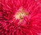 Beautiful crimson aster flower on white, closeup