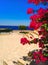 Beautiful crimson bougainvillea flowers against the background of the blue sea