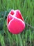 Beautiful crimson tulip with white outskirts on the petals