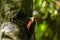 Beautiful Crimson-winged Yellownape Woodpecker Picus puniceud. Tropical Rainforest