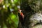 Beautiful Crimson-winged Yellownape Woodpecker Picus puniceud. Tropical Rainforest