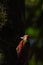 Beautiful Crimson-winged Yellownape Woodpecker Picus puniceud. Tropical Rainforest