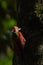 Beautiful Crimson-winged Yellownape Woodpecker Picus puniceud. Tropical Rainforest