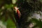 Beautiful Crimson-winged Yellownape Woodpecker Picus puniceud. Tropical Rainforest