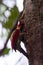 Beautiful Crimson-winged Yellownape Woodpecker Picus puniceud. Tropical Rainforest