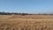 Beautiful crisp and clear countryside photo of dry brown grass fields, rows of trees, hill tops on the horizon under a blue sky