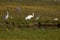 Beautiful Critically Endangered Whooping Cranes