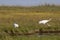 Beautiful Critically Endangered Whooping Cranes