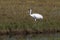 Beautiful Critically Endangered Whooping Cranes