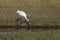 Beautiful Critically Endangered Whooping Cranes